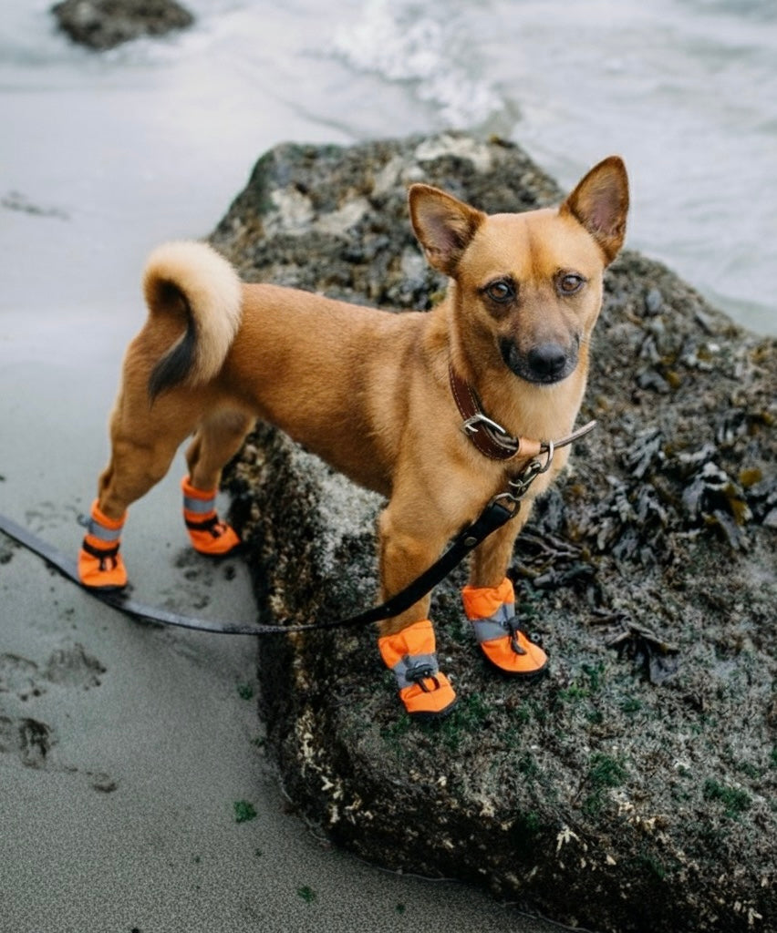SoftGuards- Paw Protection Shoes