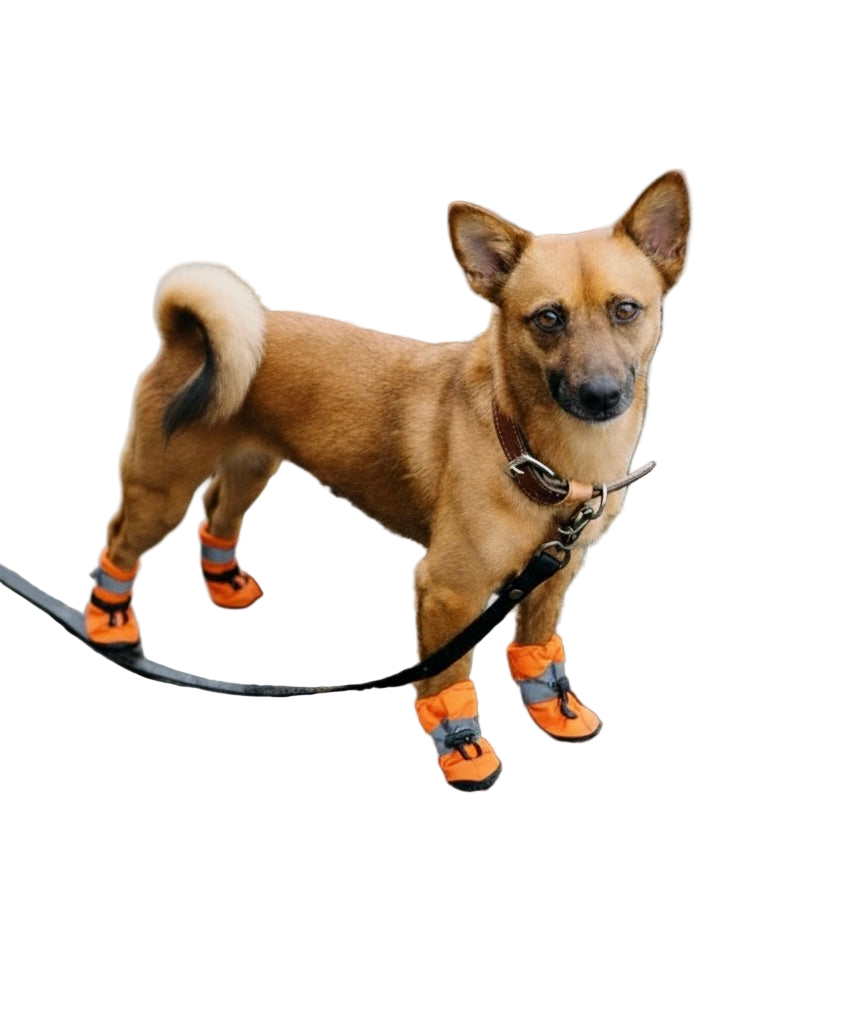 SoftGuards- Paw Protection Shoes