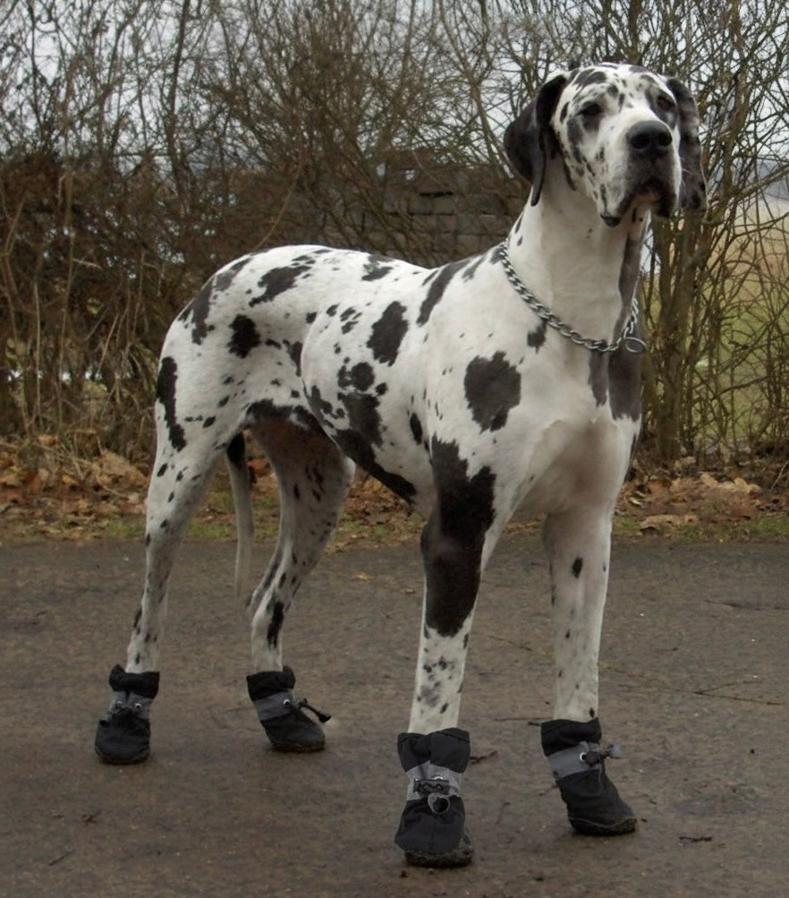 SoftGuards- Paw Protection Shoes